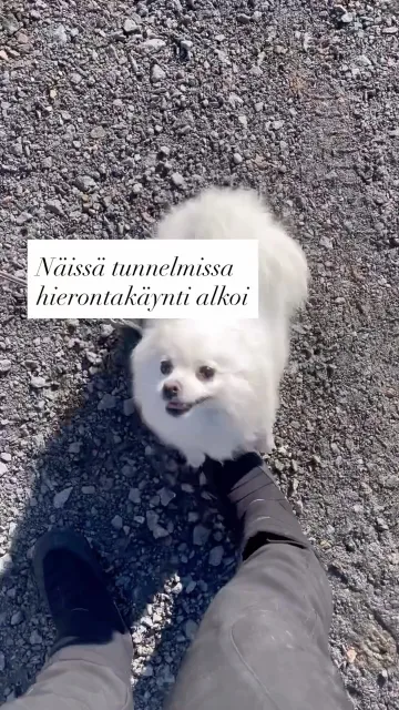 Kyllä, Kleinspitzitkin (Sähköjänikset) osaavat myös rauhoittua käsittelyyn🤭• Mistä tietää koiran olevan erittäin rennossa mielentilassa?😴Siitä, kun koira maiskuttaa, huokaisee ja sulkee silmänsä🧡#koirahieronta #koirahieroja #tampere #koiralähtöisesti #meidänlemmikit