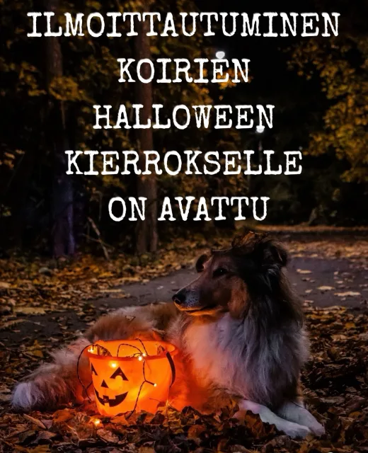 🎃ILMOITTAUTUMINEN ON AVATTU KOIRIEN HALLOWEEN KIERROKSELLE🎃Kierroksen hinta on 10€/koira ennakkoilmoittautumisen kautta ja paikanpäällä 12€. Linkki ilmoittautumiseen löytyy bion linkistä tai tekstin alta🎃:https://docs.google.com/forms/d/1gpUehjx3zkXVi-ZpzK0pXqGXxasWrpPsyuJGmr2MFpE/viewform?edit_requested=trueVaikka et tulisikaan kierrokselle, kannattaa silti tulla tutustumaan mitä muuta parkkipaikalta löytyy. 🐾llmoitan sähköpostitse, mikäli ehditte päästä osallistuvien joukkoon! Varaus vahvistetaan, kun maksu on maksettu maksulinkin kautta. Huom. Vastaamisessa saattaa esiintyä viivettä! 🎃Peruutukset ainakin 48h ennen tapahtumaa, muutoin summaa ei palauteta.❕Ikäraja ihmisille kierroksella on K-12 ja koirille alaikäraja on 6kk. Osallistua saa rokotteet kunnossa omaava koira. Huomioithan myös sen, ettei juoksuista koiraa saa tuoda kierrokselle.❗️Ennakkoilmoittautuminen sulkeutuu 24h ennen tapahtumaa. Paikanpäälle kuitenkin saa tulla odottamaan vapaata aikaa, jos niitä on vielä jäljellä. Paikanpäällä maksutapoina käy kortti tai tasaraha.🎃📸: @valokuvaajailona#koirienhalloweenkierros2026 #koiralähtöisyys #meidänlemmikit #eläinsuojeluyhdistys #tampere